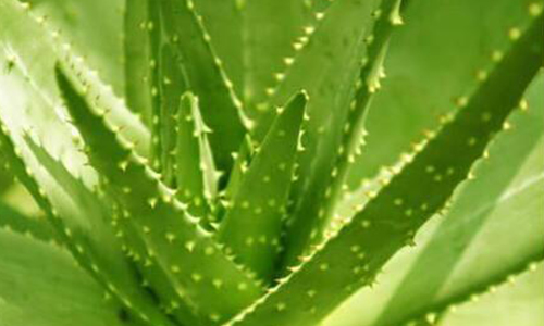 The special function of aloe and its wide application in the food industry